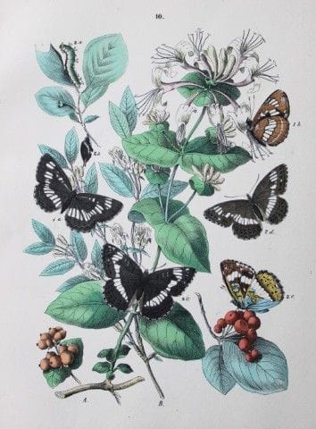 W.F. 柯比——摘自《欧洲蝴蝶与飞蛾》（1882年）的手工上色石版画。

这幅珍稀的手工上色石版画