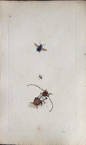 Edward Donovan - Gravure sur cuivre représentant d