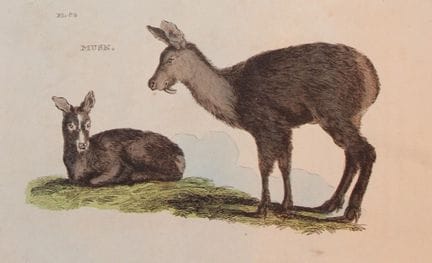 Brightly – Stich von Musk, 1811.

Dieser Kupfersti