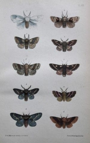 Révérend F.O. Morris - Gravure représentant des pa