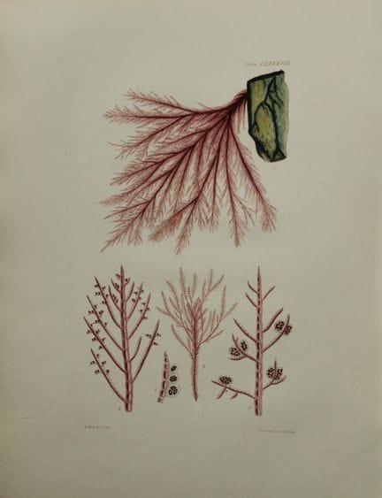 威廉-哈维 - 1846 年《海草》手绘石版画。

这幅石版画出自 Phycologia Brita