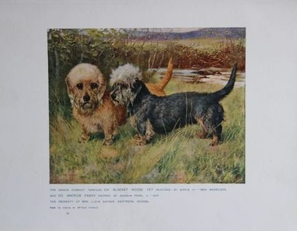 Chromolithograph of Dandie Dinmont Terriers after 