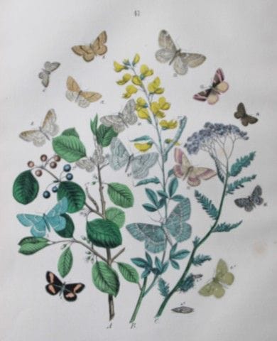 WF Kirby – Handkolorierte Lithografie aus „Europea