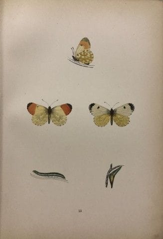 Révérend F. O. Morris – Gravure représentant des p