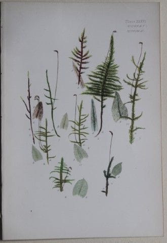 F.E. Tripp - Gravure coloriée à la main représenta