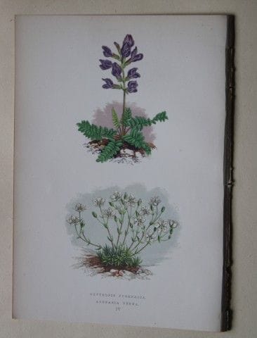 Stiche von Alpenpflanzen von A. F. Lydon und B. Fa