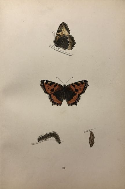 Révérend F. O. Morris – Gravure représentant des p