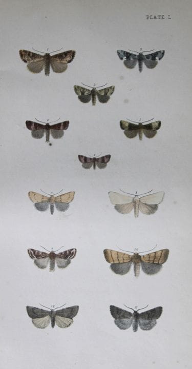 Révérend F.O. Morris - Gravure représentant des pa