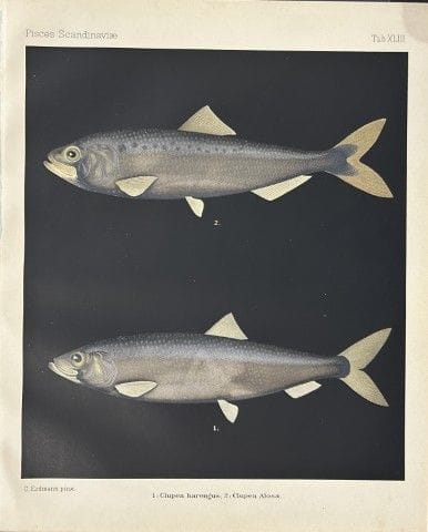Wilhelm von Wright – Wunderschöne Lithografie mit 