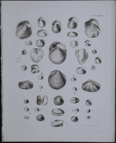 托马斯·布朗上尉——1844年贝壳版画。

这幅版画出自托马斯·布朗上尉所著的《大不列颠及爱尔兰近代