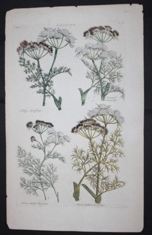 Sir John Hill - Gravure représentant une saxifrage