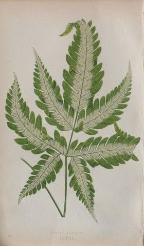 Edward Lowe - Beautiful Leaved Plants 1861.

This 