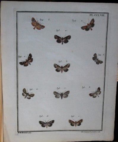 ME Hochecker - Gravure tirée de *Insectes d'Europe
