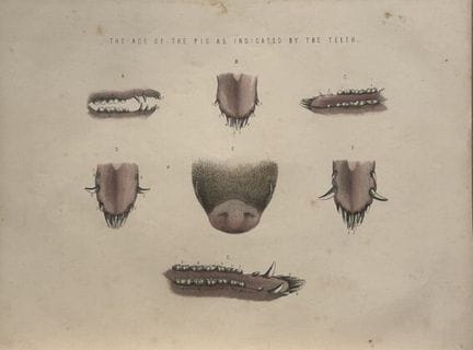 Benjamin Herring - Lithograph of the Ages of the P