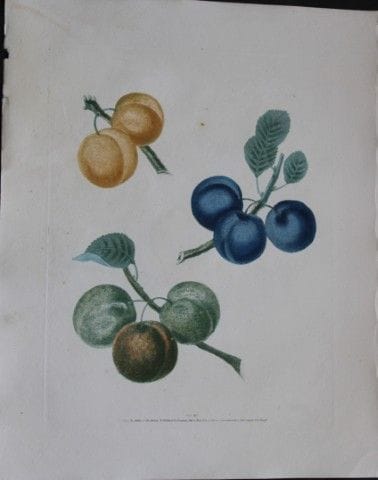 George Brookshaw - Planche XII : Variétés de prune