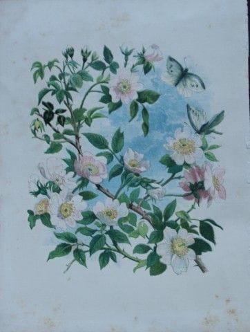 Birket Foster – Handkolorierter Stich mit Rosen, 1
