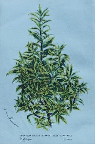 Lemaire &amp; van Houtte - Gravure originale tirée