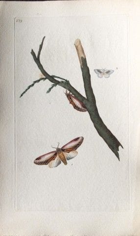 Edward Donovan – Kupferstich mit Mottenmotiven, 17