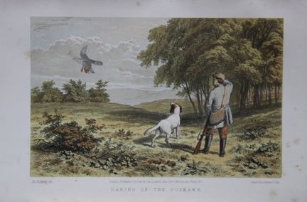 L. Lloyd – „Daring of the Goshawk“ von Korner, 186