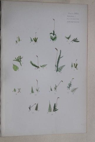F.E. Tripp - Gravure coloriée à la main représenta