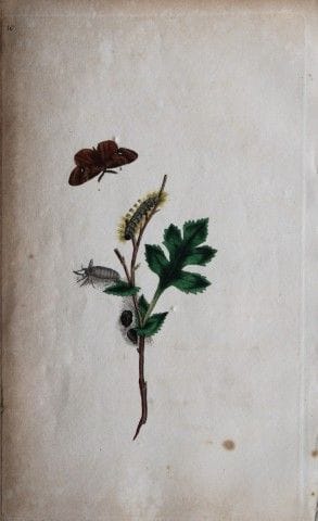 Edward Donovan - Gravure sur cuivre représentant d