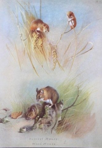 A Thorburn - Print of Harvest and Wood Mice  1920.