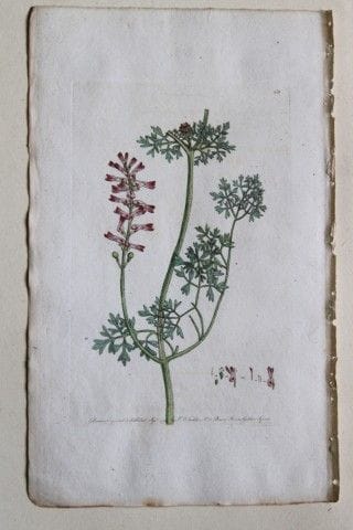 Frederick P. Nodder - Gravure tirée de *Flora Rust
