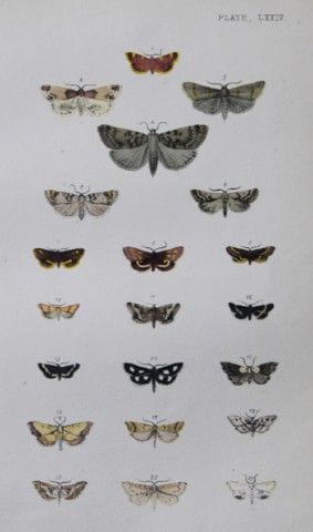 Révérend F.O. Morris - Gravure représentant des pa