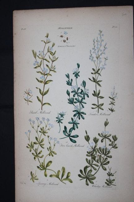 Sir John Hill - Gravure représentant la plante Mol