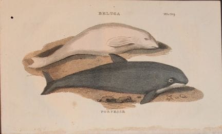 Brightly – Stich eines Belugas und eines Schweinsw