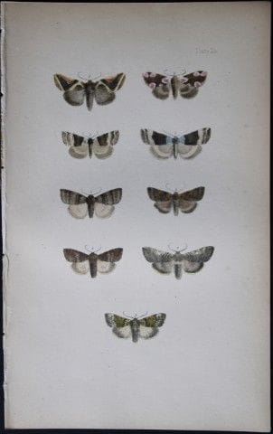 Révérend F.O. Morris - Gravure représentant des pa