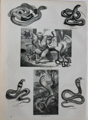 Gravure représentant des serpents, publiée par Cha