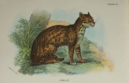 Richard Lydekker - Ocelot 1896.

Colour plate by R
