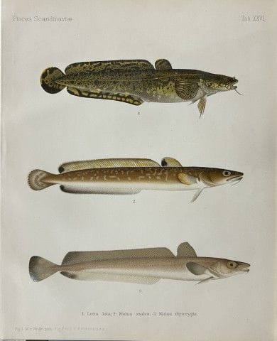 Wilhelm von Wright – Wunderschöne Lithografie mit 