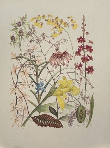Mary Grierson - Magnifique lithographie d'orchidée