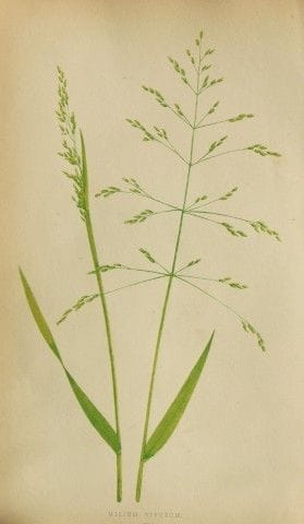 Edward Lowe – „A Natural History of British Grasse