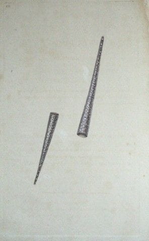 Edward Donovan – Handkolorierter Stich von Muschel