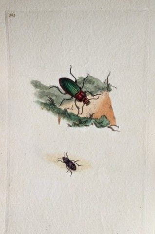 Edward Donovan - Gravure sur cuivre représentant d