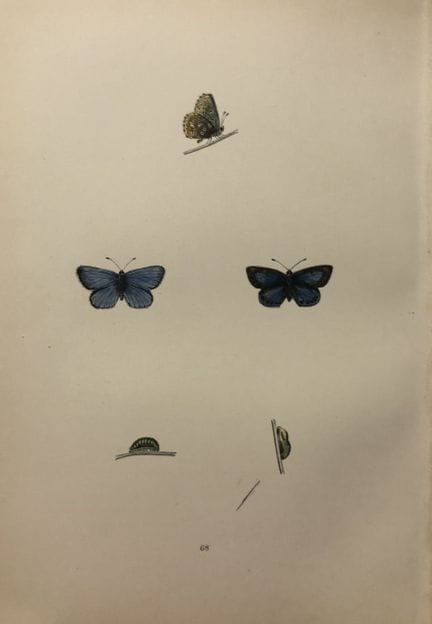 Révérend F. O. Morris – Gravure représentant des p
