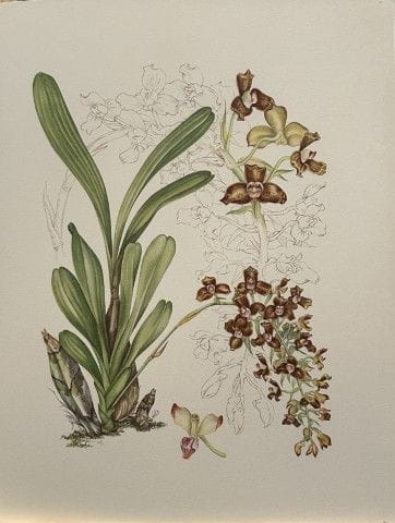 Mary Grierson - Magnifique lithographie d'orchidée