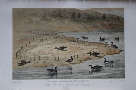 L. Lloyd – Wildgänsefang in Lappland von Korner, 1