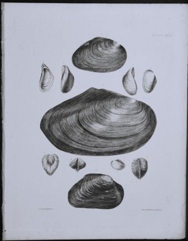 托马斯·布朗上尉——1844年贝壳版画。

这幅版画出自托马斯·布朗上尉所著的《大不列颠及爱尔兰近代