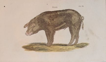 Brightly – Stich eines Schweins, 1811.

Dieser Kup