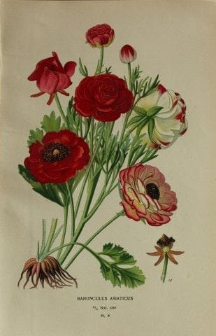 Edward Step - Chromolithographie de fleurs, 1896.
