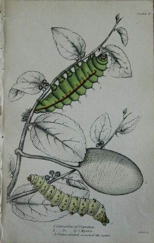James Duncan - Gravure coloriée à la main représen