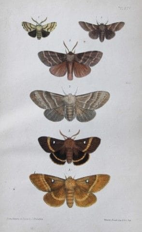 Révérend F.O. Morris - Gravure représentant des pa