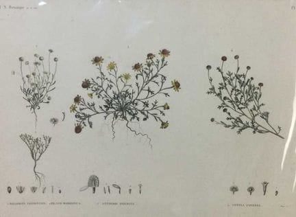Panckoucke - Dessin de Delile pour la *Description