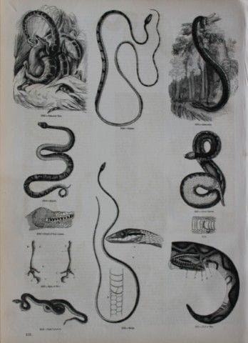 Gravure représentant des serpents, publiée par Cha