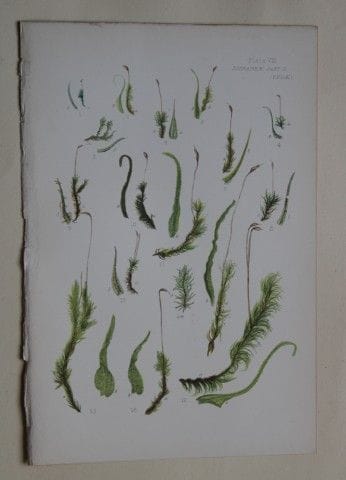 F.E. Tripp - Gravure coloriée à la main représenta