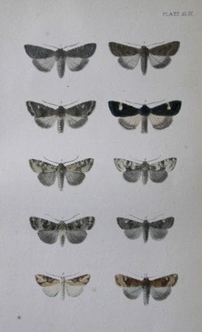 Révérend F.O. Morris - Gravure représentant des pa